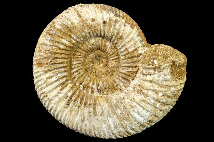 Jurassic Ammonite (Perisphinctes) Fossil - Madagascar #161760